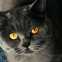 Calendly profile picture for @earmarks