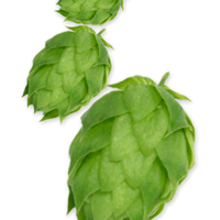 Calendly profile picture for @brewing