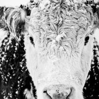 Calendly profile picture for @hereford